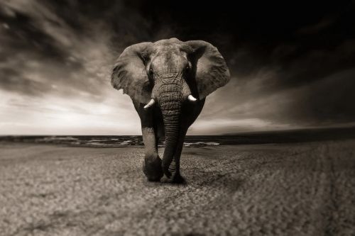 Africa
