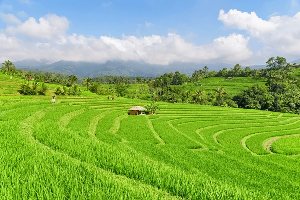Bali Holidays