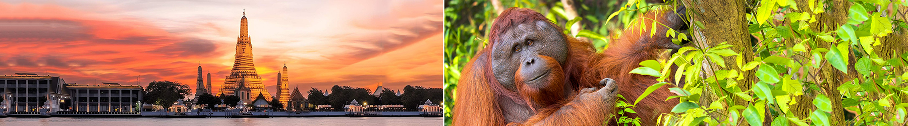 City Meets Rainforest: 8 Nights of Bangkok & Borneo Adventure