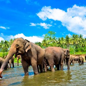 Sri Lanka Vacations