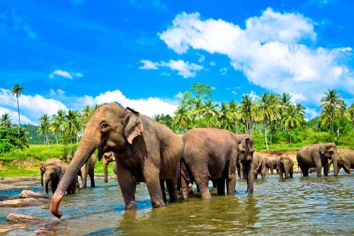 Sri Lanka Flights