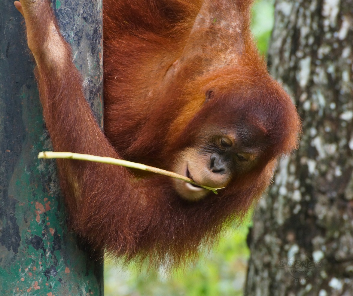 Borneo Holiday