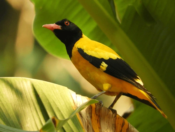 Sri Lanka Wildlife Holiday