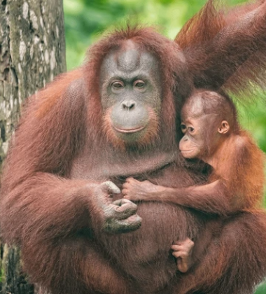 Contrasting Asia: An 8-Night Singapore & Borneo Adventure