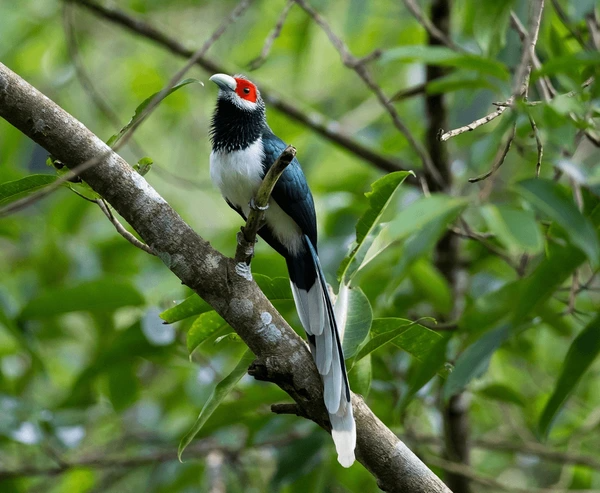 Sri Lanka Wildlife Holiday