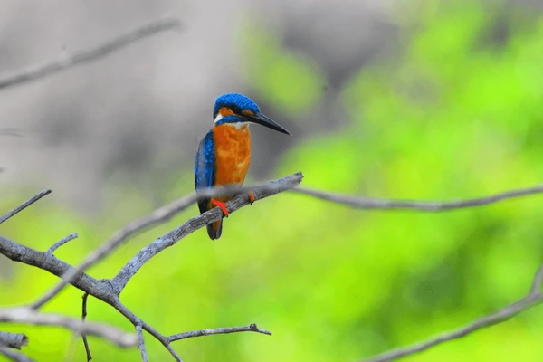 Sri Lanka Wildlife Holiday