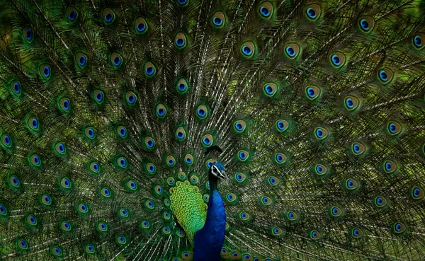 Sri Lanka Wildlife Holiday