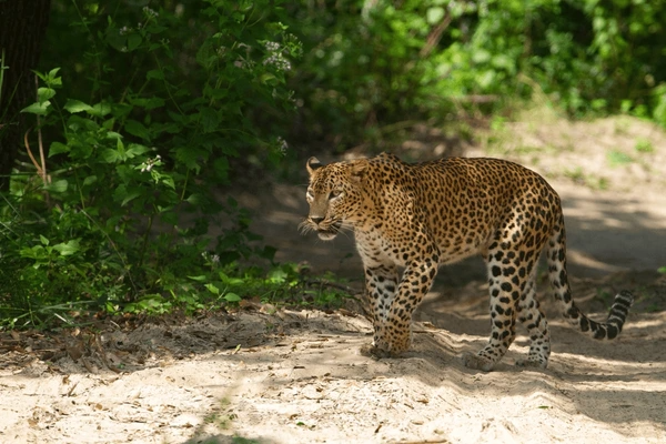 Sri Lanka Wildlife Holiday