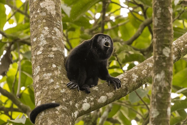 Monteverde