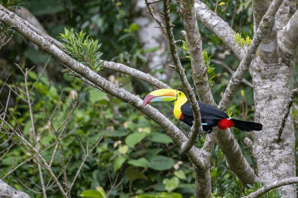 Monteverde