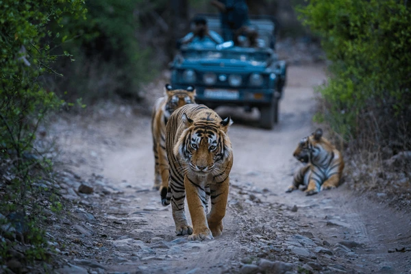 Ranthambore Holiday