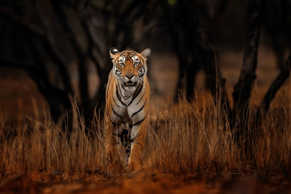 Ranthambore Holiday