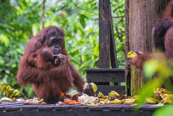 Borneo Holiday