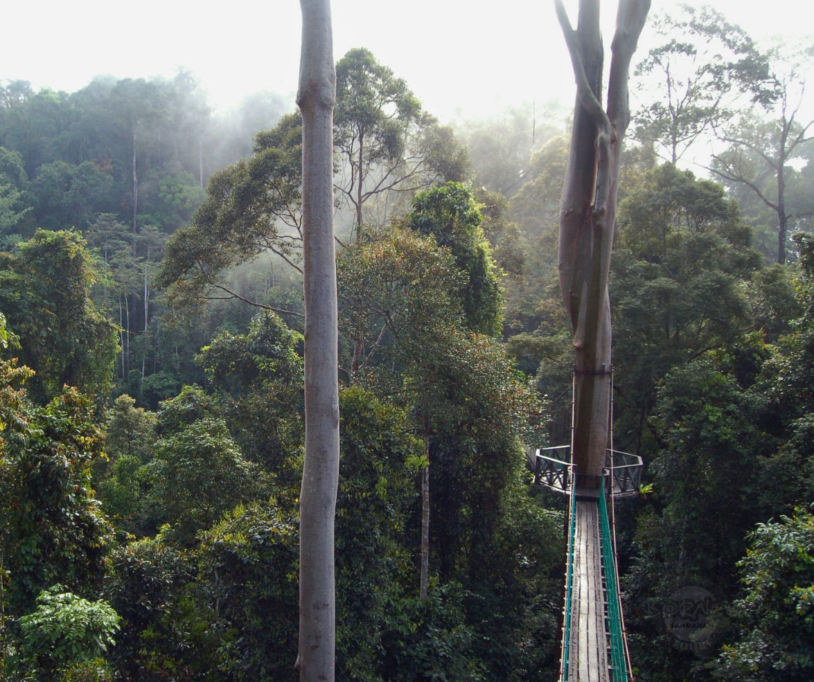 Borneo Holiday