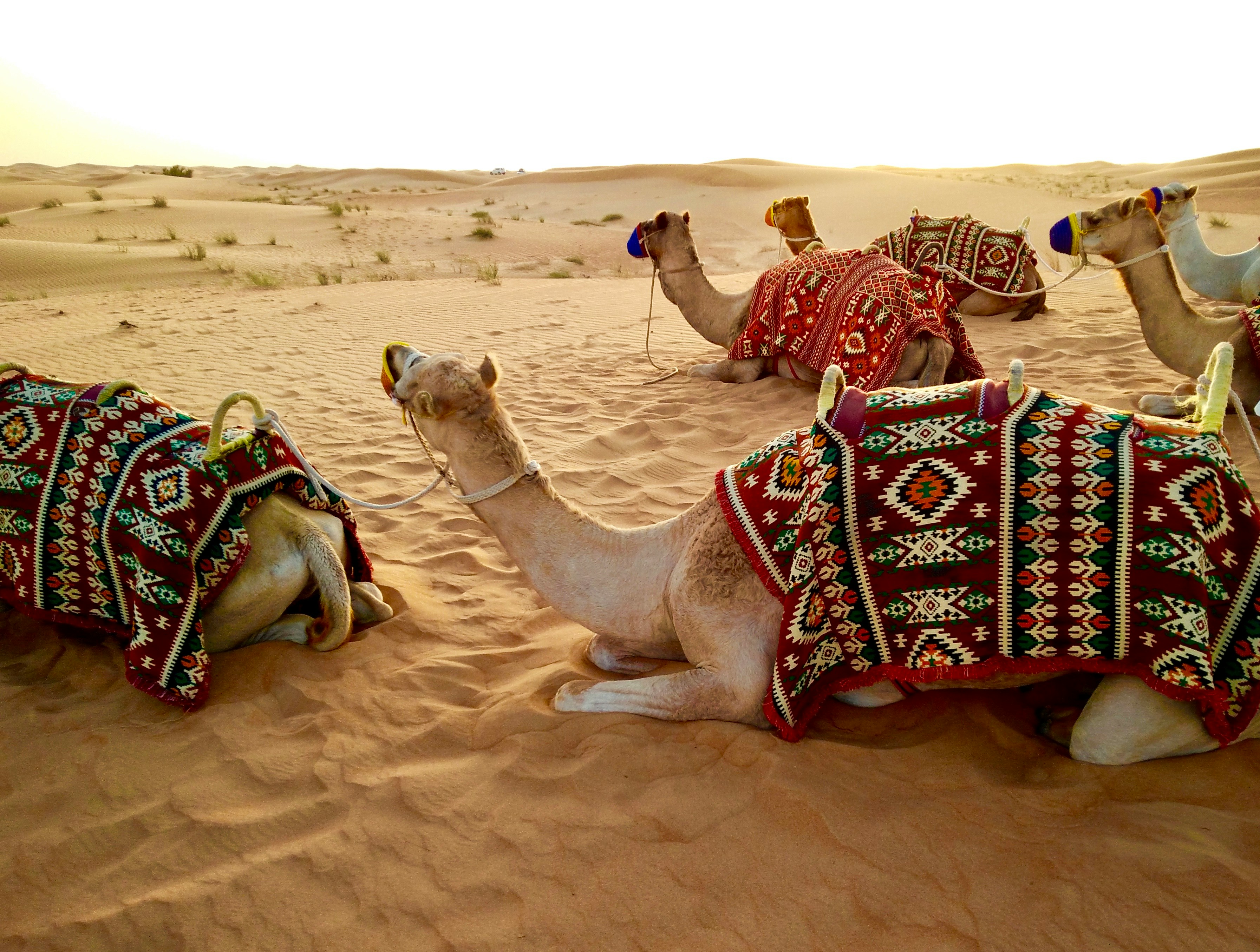 Abu Dhabi Holiday