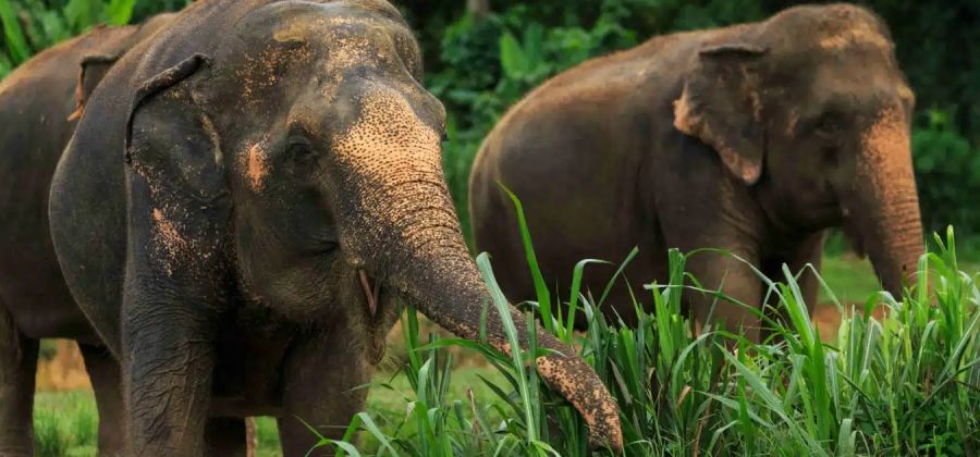 Phuket, Elephant Hills & Khao Lak vacation