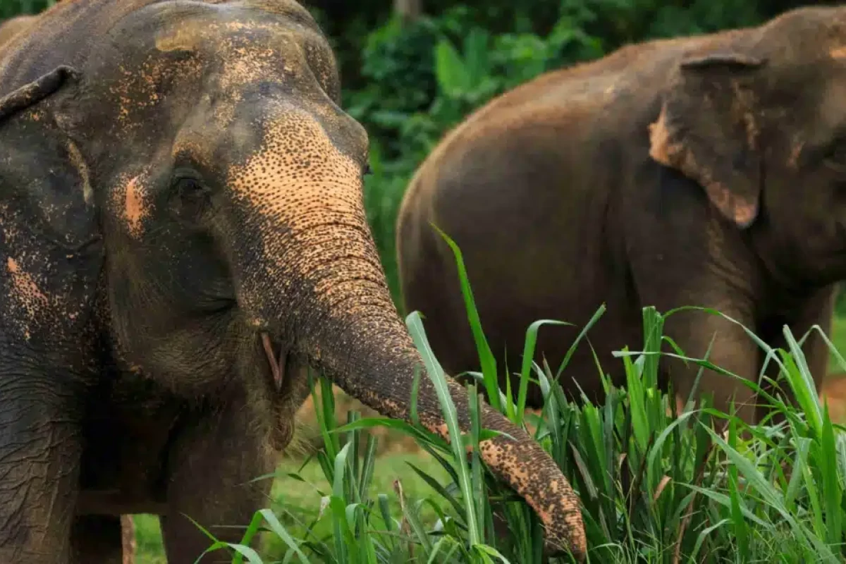 Phuket, Elephant Hills & Khao Lak vacation