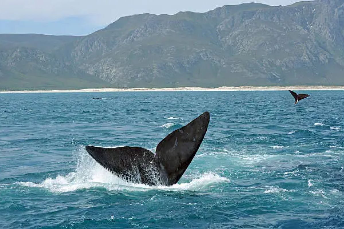 South Africa Vacation