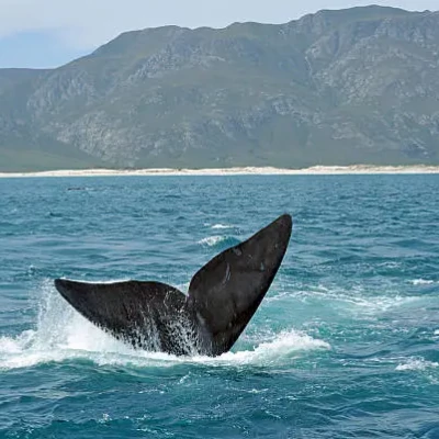 South Africa Vacation