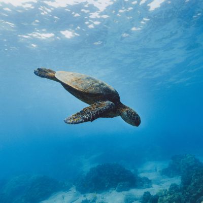 Ecuador & Galapagos: 12 Nights