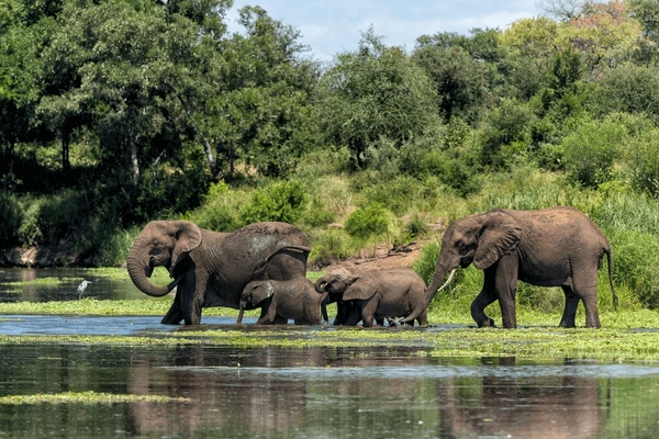 Kruger Holiday