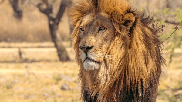 Kruger Holiday