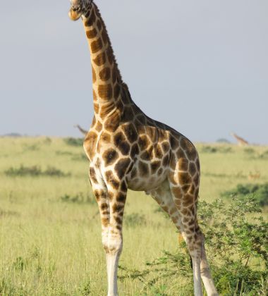 African Safari Vacation