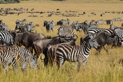 Kenya Vacations