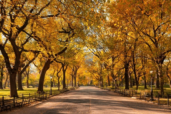 New York Holiday