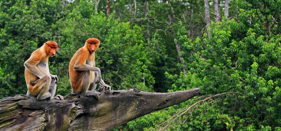 City to Rainforest: 8 Nights of Bangkok & Borneo Discovery