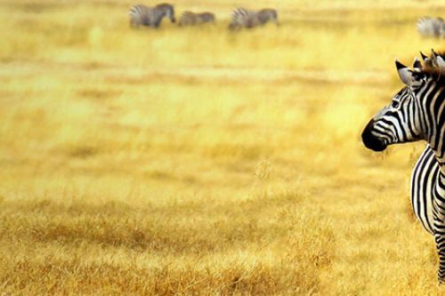 South Africa Vacations