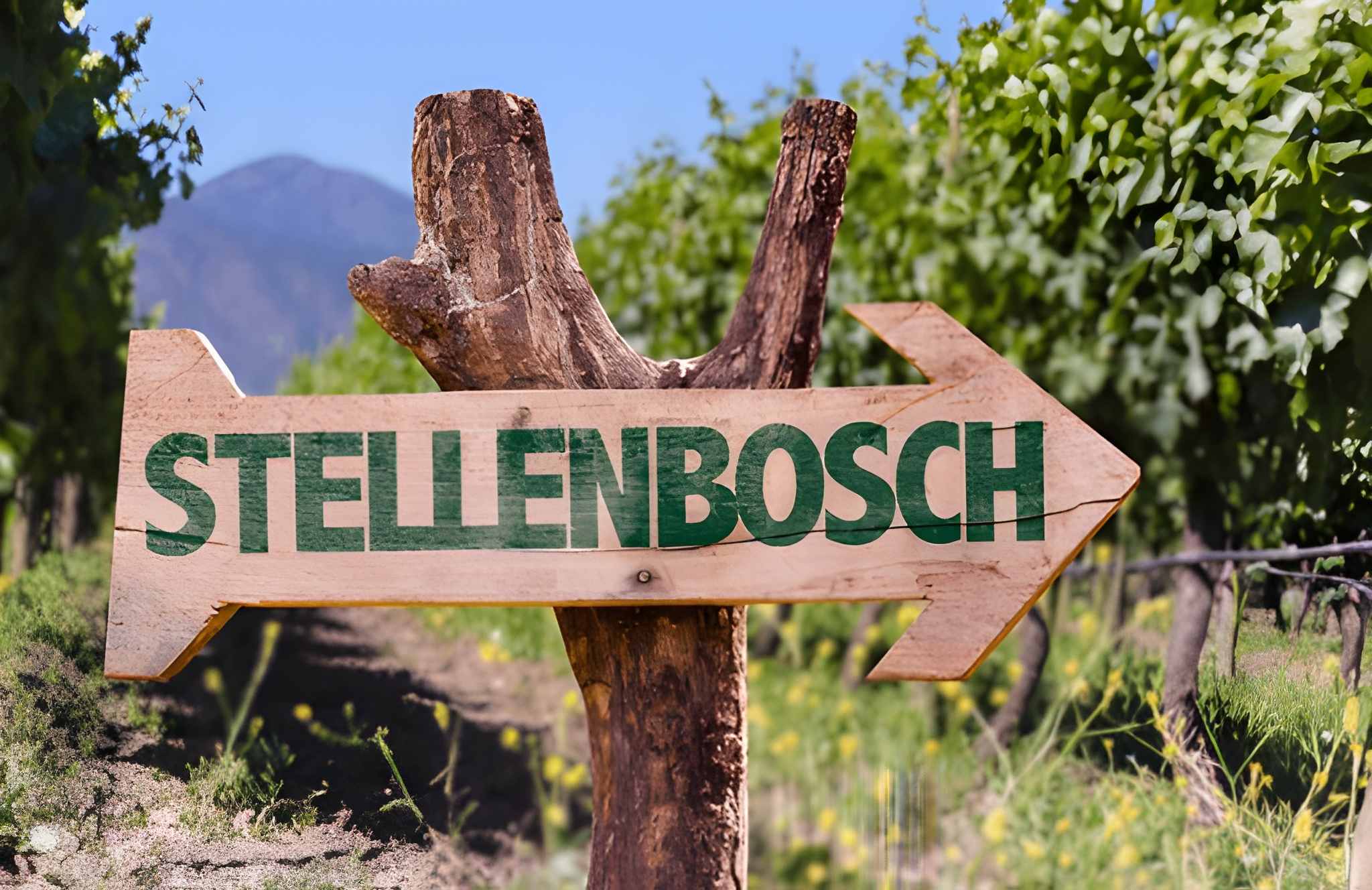 Cape Town & Stellenbosch