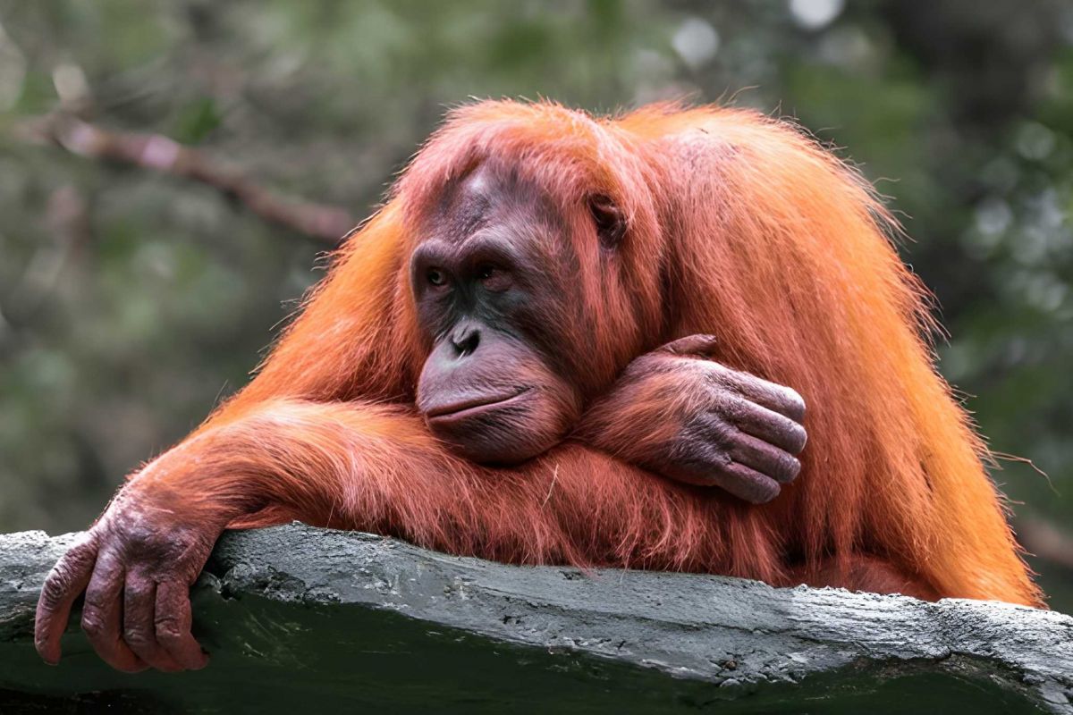 Borneo Holiday