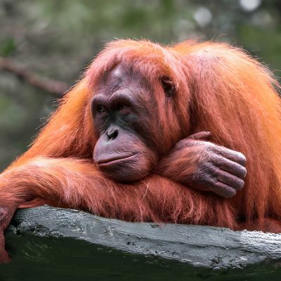 Borneo Holiday