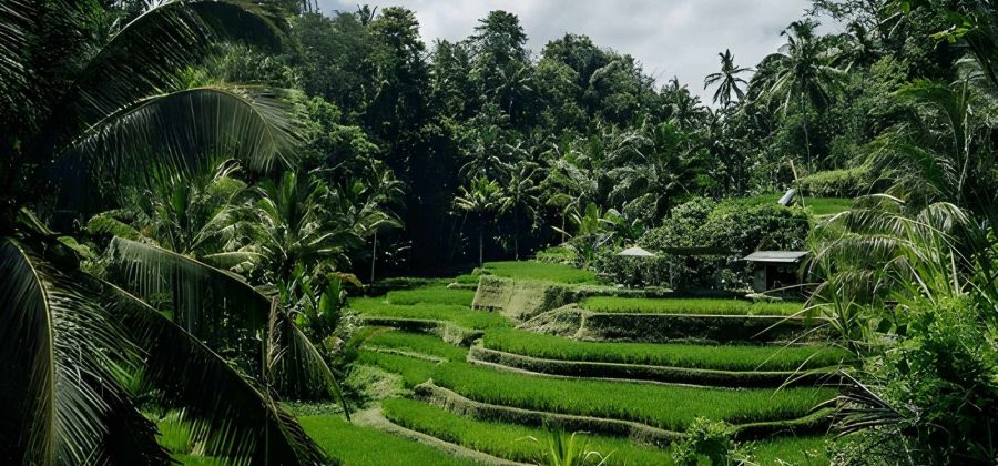 Bali Bliss: Island Dreams & Ubud Serenity – 10 Nights