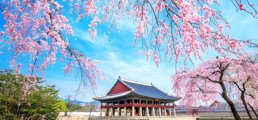 Seoul & Jeju Island Getaway: Discover South Korea – 7 Nights