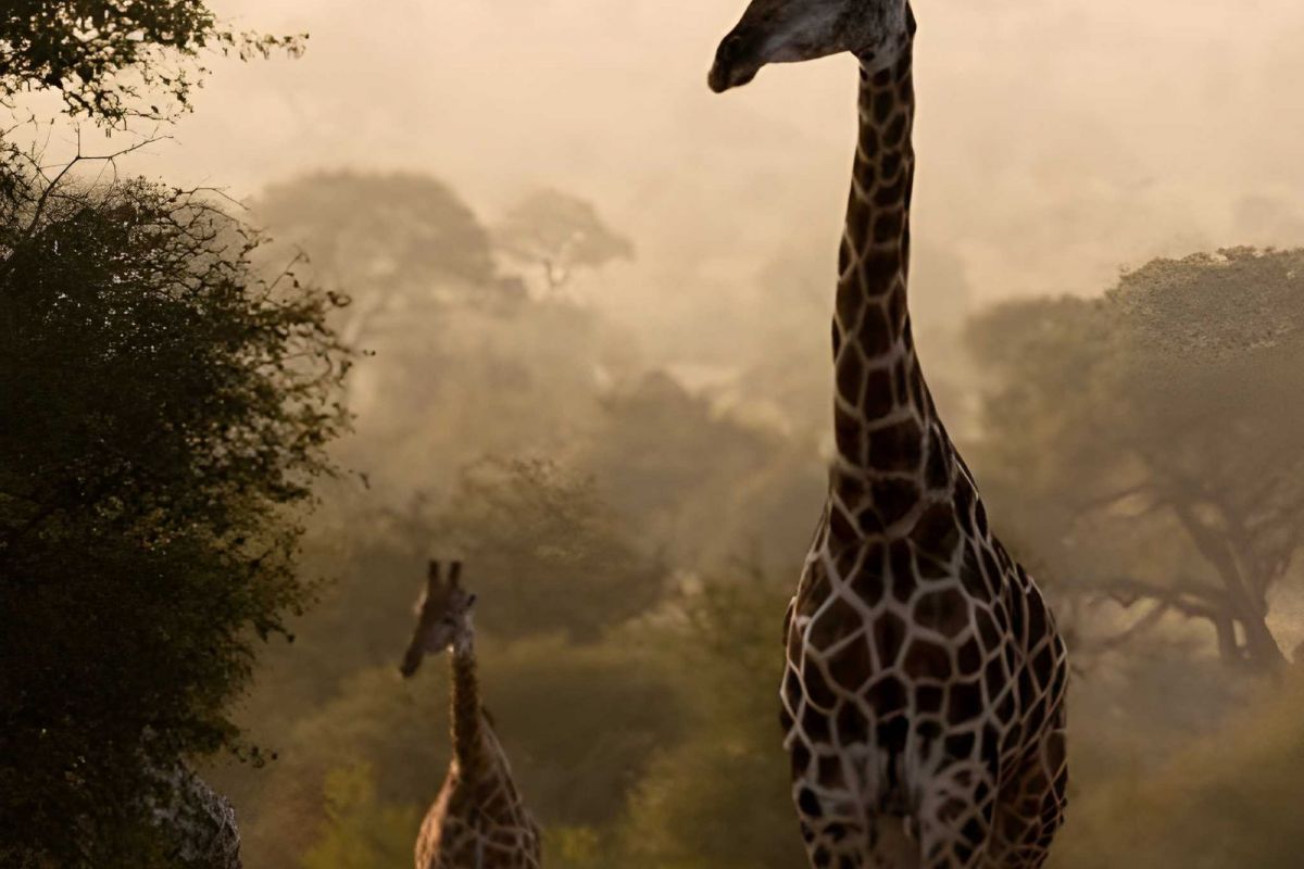 South African Vacation