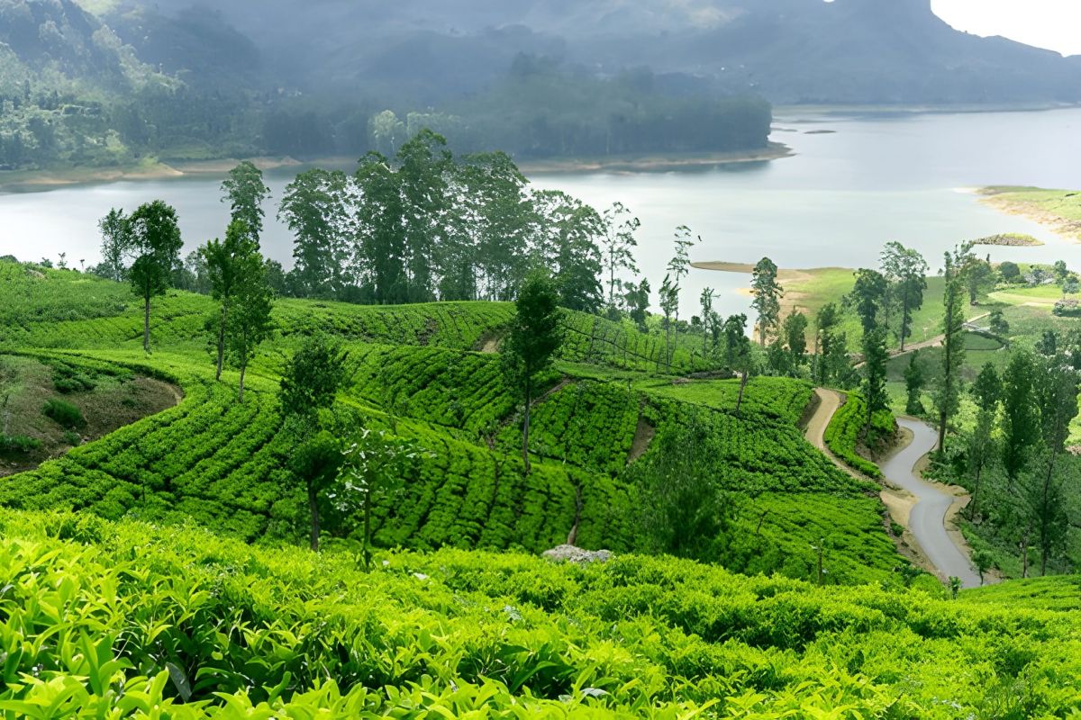 Sri Lanka Tea Trails: Ceylon Tea & Colonial Charm – 6 Nights
