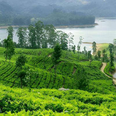 Sri Lanka Tea Trails: Ceylon Tea & Colonial Charm – 6 Nights