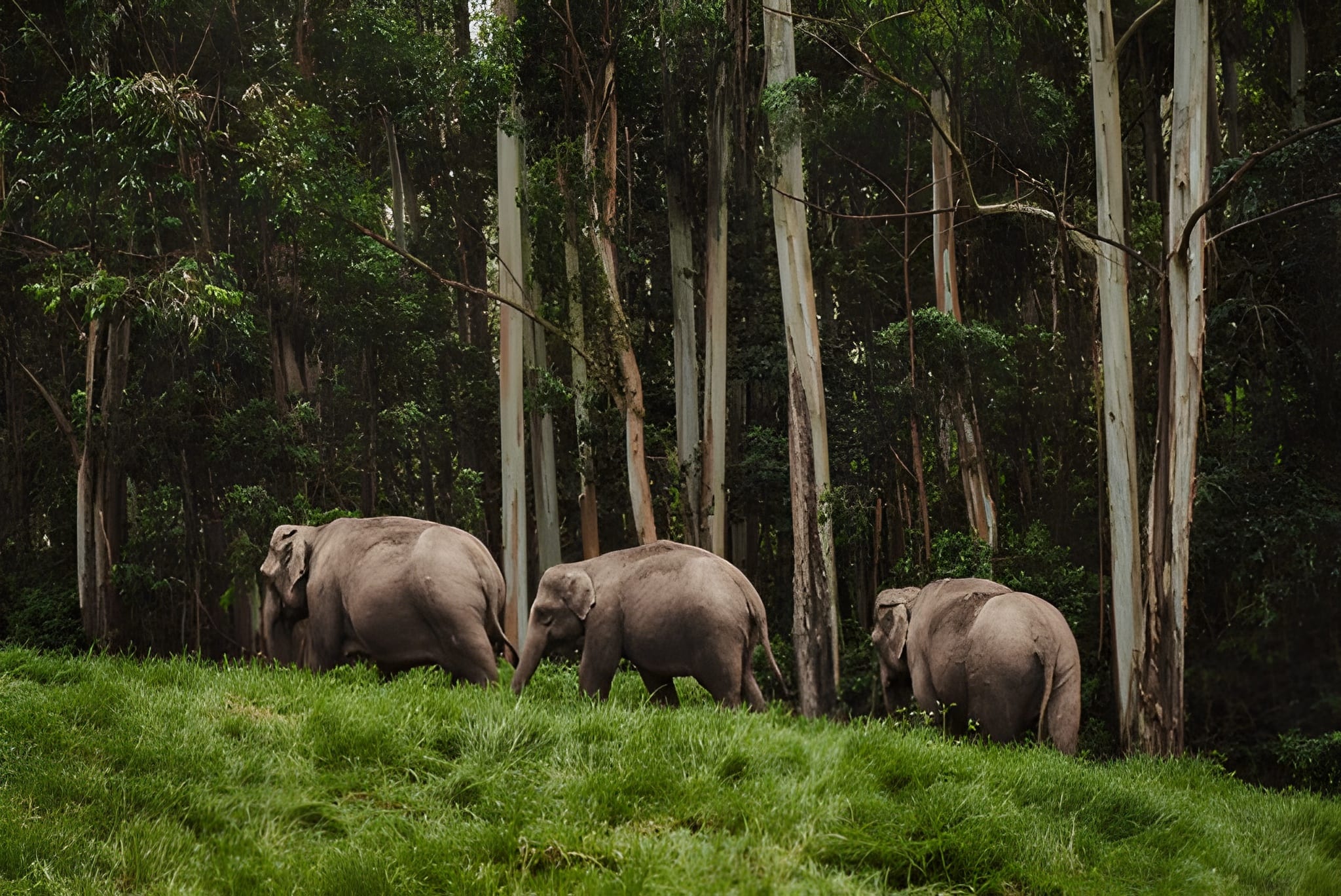 Kerala: A Journey Through Nature & Luxury