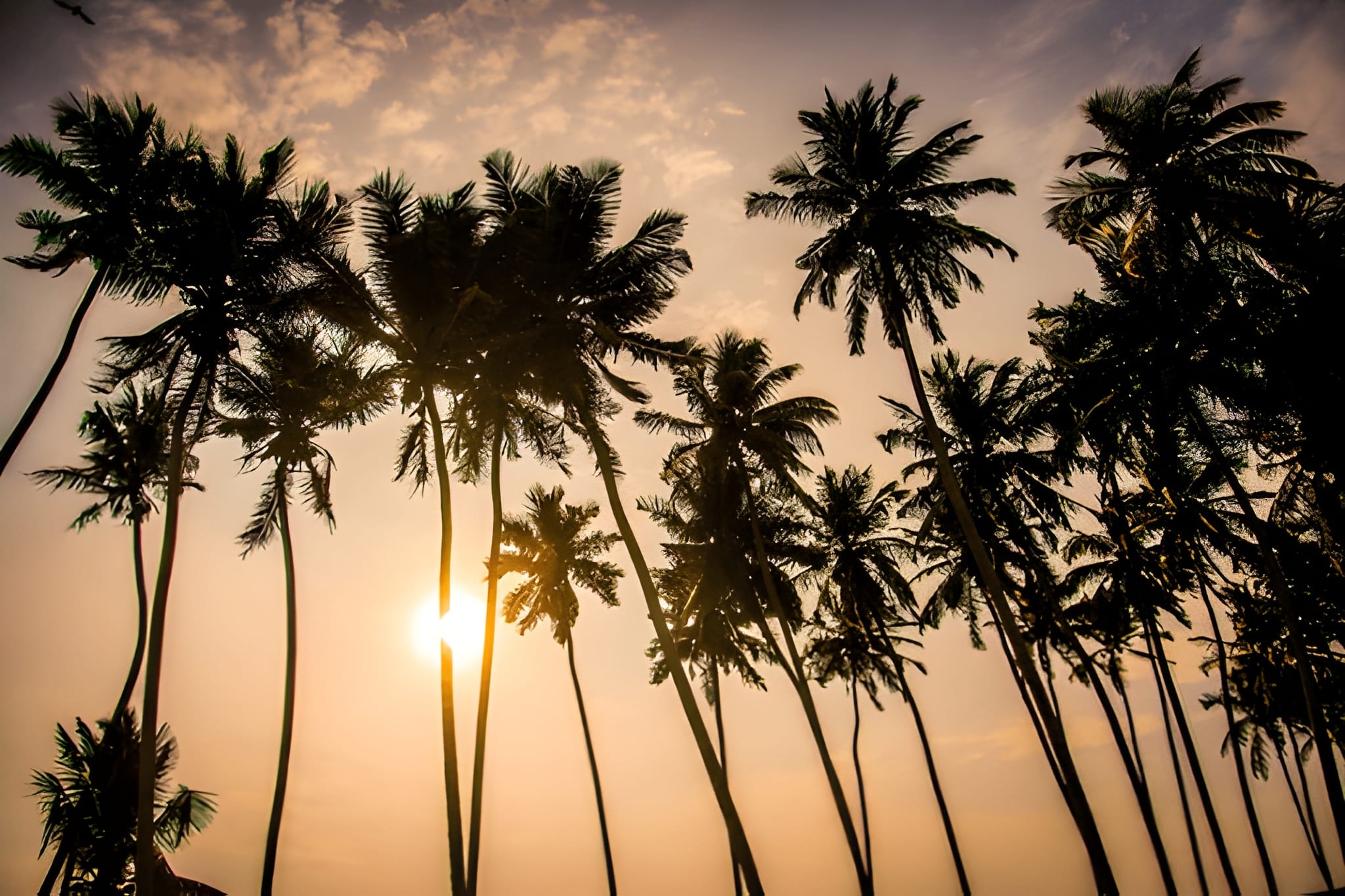 Discover Sri Lanka: From Ancient Wonders to Coastal Bliss