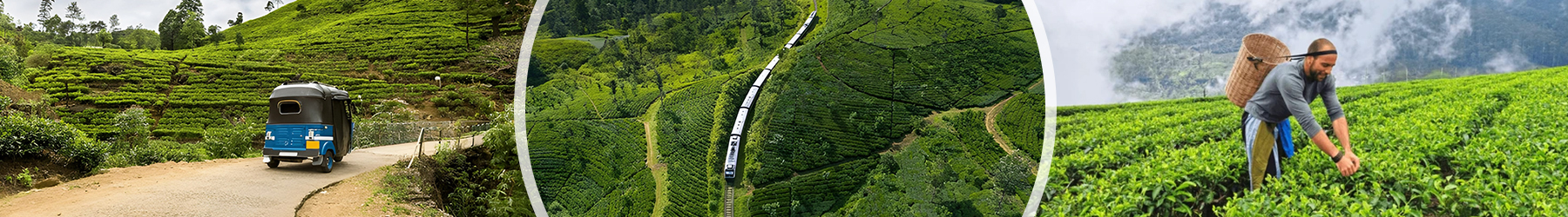 Sri Lanka Tea Trails: Ceylon Tea & Colonial Charm – 6 Nights