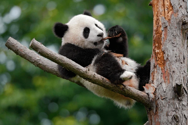 Chengdu