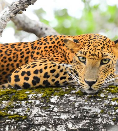 Sri Lanka Wildlife Holiday