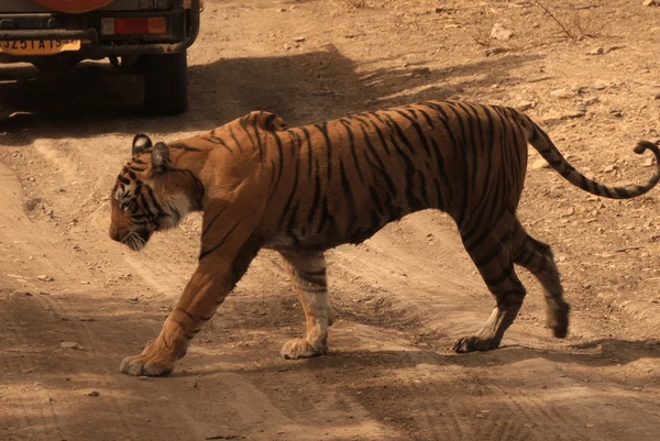 Ranthambore Holiday