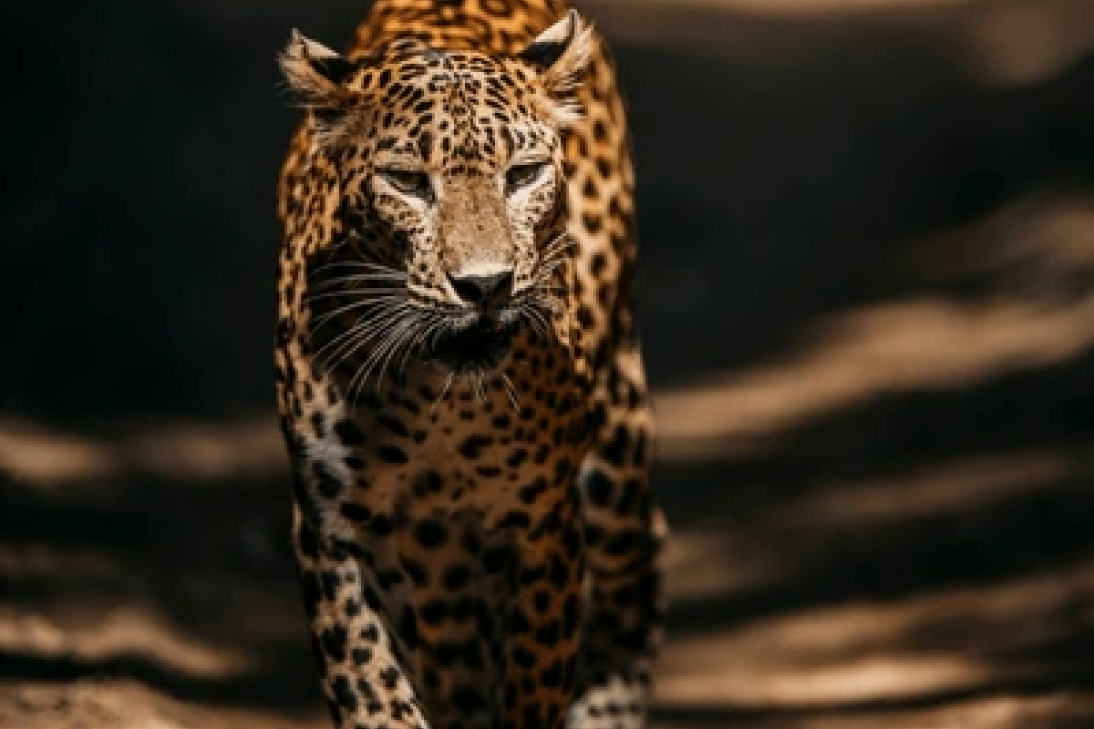 Sri Lanka Wildlife Holiday