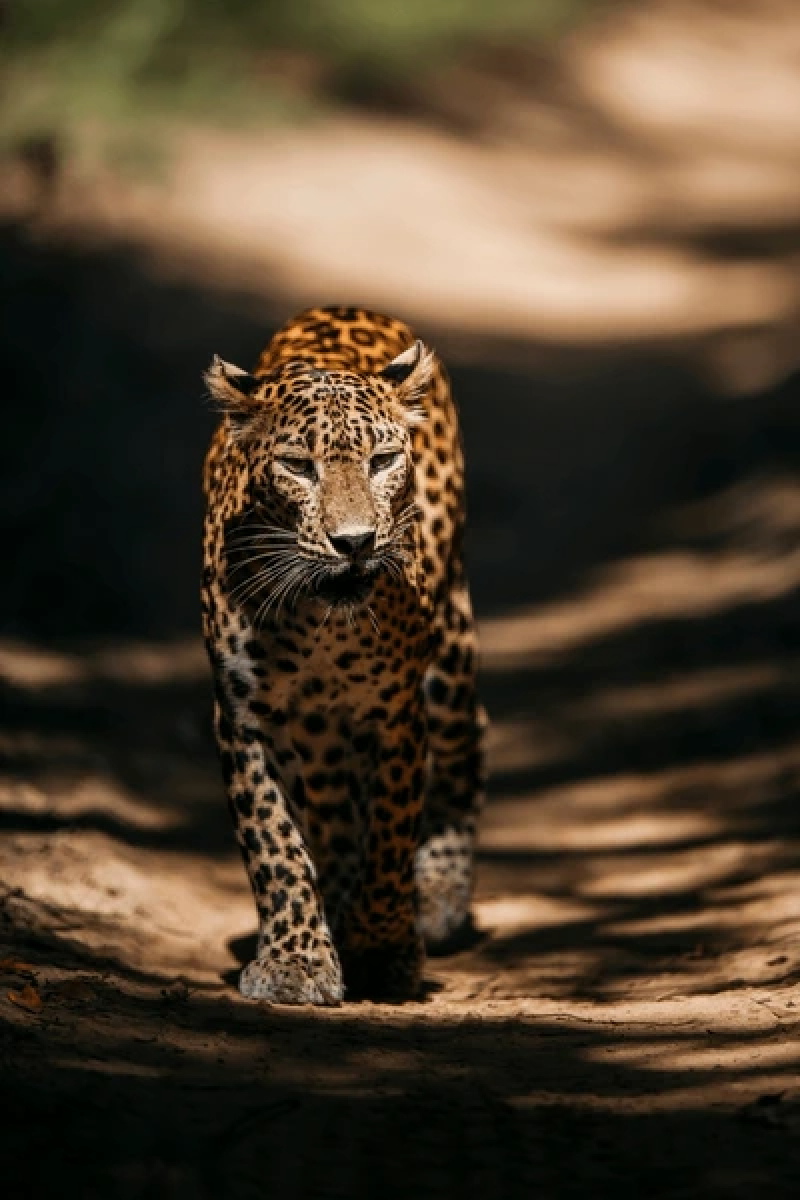 Sri Lanka Wildlife Holiday