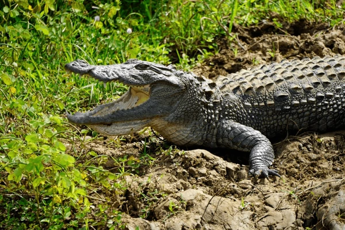 Sri Lanka Wildlife Holiday