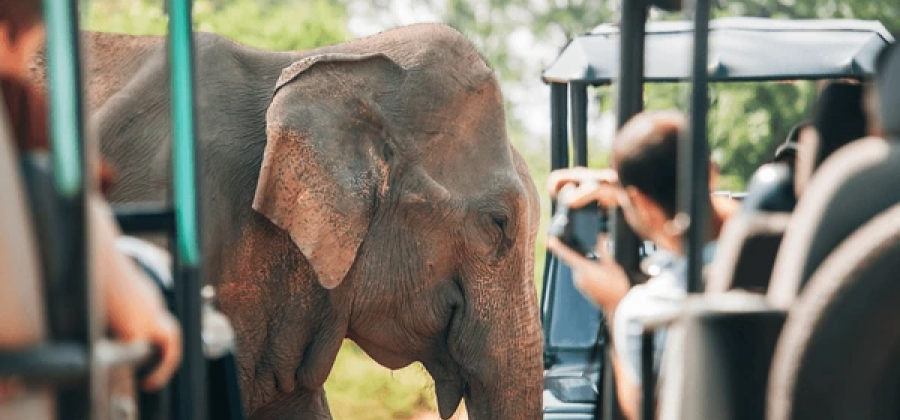 Sri Lanka Wildlife Holiday
