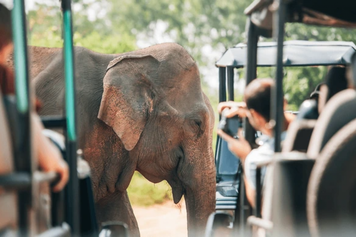 Sri Lanka Wildlife Holiday